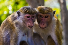 Sri-Lanka-HR-111