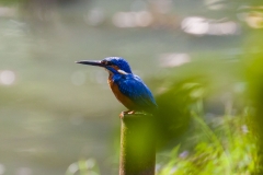 Sri-Lanka-HR-99