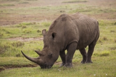 Kenia-3